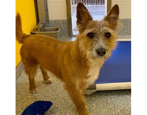 Tucson, AZ - Terrier (Unknown Type, Medium). Meet ZAZU a Pet for ...