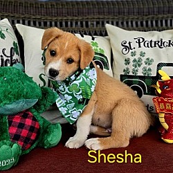 Thumbnail photo of Shesha #2