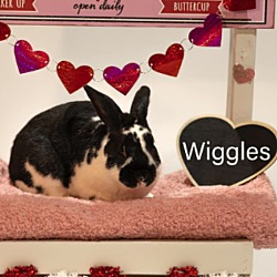 Photo of Wiggles