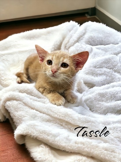 Thumbnail photo of Tassle #2