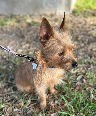 Yorkie Ranger New York, NY - Yorkie, Yorkshire Terrier. Meet Ranger a Pet for ...
