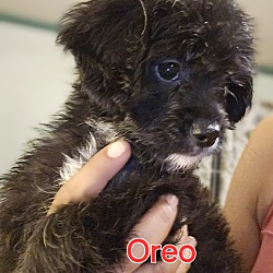 Photo of Oreo