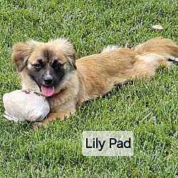 Thumbnail photo of Lily Pad #3