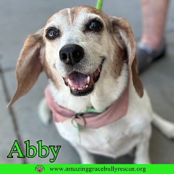 Thumbnail photo of Abby #1