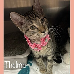 Thumbnail photo of THELMA #2