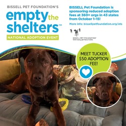 Thumbnail photo of Tucker- $50 Bissell Sponsored Adoption Fee! #1