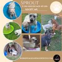 adopt a pet