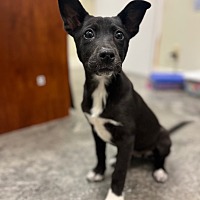 adopt a pet