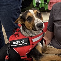 adopt a pet