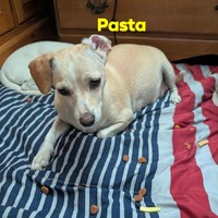 adopt-pet