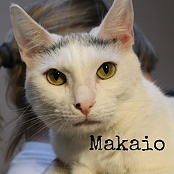 Thumbnail photo of Makaio #1