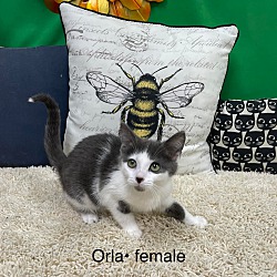 Photo of Orla