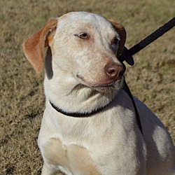 Photo of Ginger