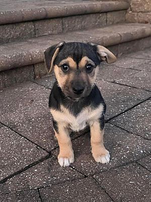 Collingswood, NJ - Jack Russell Terrier. Meet Poppy a Pet for Adoption ...