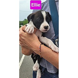 Thumbnail photo of Doyline 10 Ellie #1
