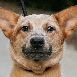 Photo of Cattle Dog Cassie