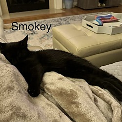 Thumbnail photo of Smokey #4