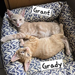 Thumbnail photo of Grady #3