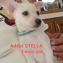 Thumbnail photo of Stella #1