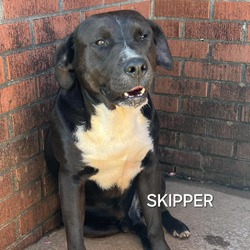 Thumbnail photo of Skipper #1