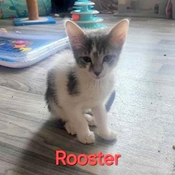 Thumbnail photo of Rooster #2