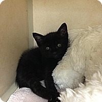 vca wiles animal hospital