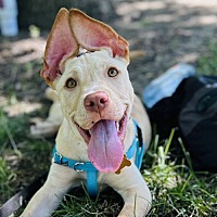 adopt a pet