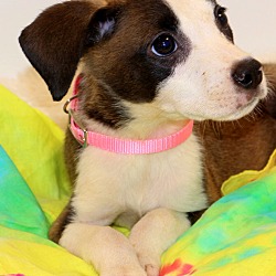 Thumbnail photo of Razz~adopted! #2