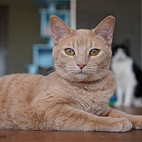 adopt a pet