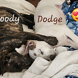 Thumbnail photo of Dodge #4