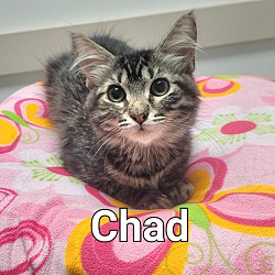 Thumbnail photo of Chad #1