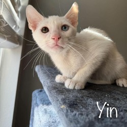 Photo of Yin