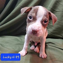 Thumbnail photo of Moo Cow Pup- Lucky #3