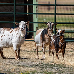 Photo of Trio Of Goats