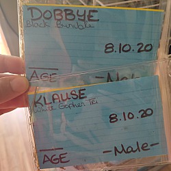 Thumbnail photo of Dobbye #3