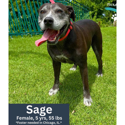 Thumbnail photo of Sage #1