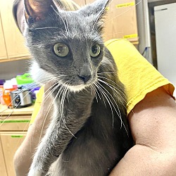 Thumbnail photo of CAT-GRAY #3