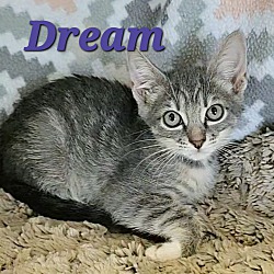 Thumbnail photo of Dream #2