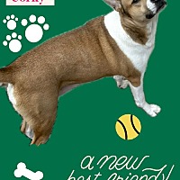 adopt a pet