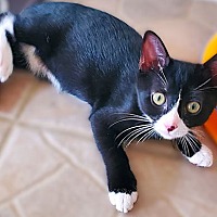 adopt a pet