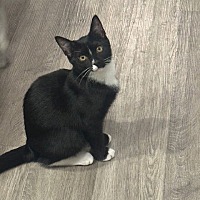 adopt a pet
