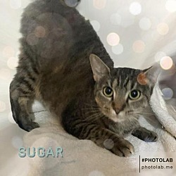 Thumbnail photo of Sugar #2