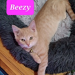 Photo of Beezy