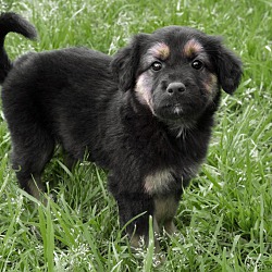 Photo of Puppy#0645