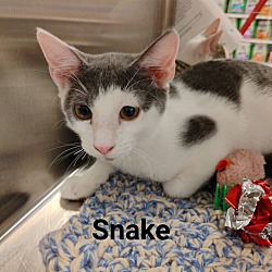 Photo of SNAKE