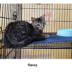 Thumbnail photo of Sassy #3