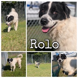 Thumbnail photo of Rolo #2