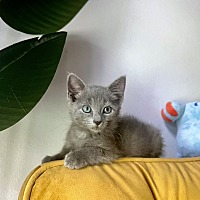 adopt a pet