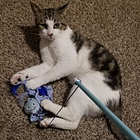 adopt a pet