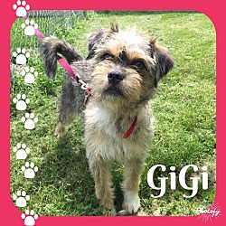 Thumbnail photo of GiGi~~ADOPTION PENDING #1
